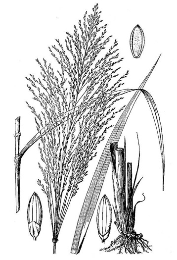 drawing of Megathyrsus maximus, Guinea Grass