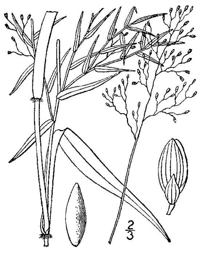 drawing of Dichanthelium microcarpon, Small-fruited Witchgrass