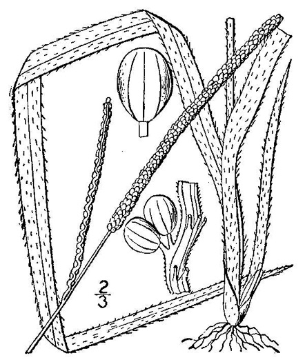 image of Paspalum setaceum var. muhlenbergii, thin paspalum