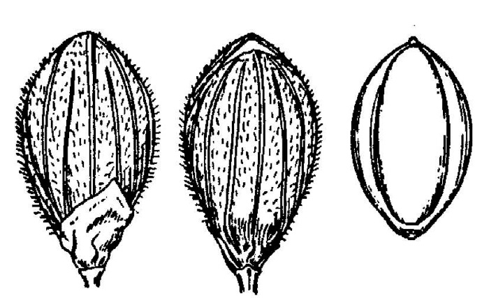 drawing of Dichanthelium neuranthum, Nerved Witchgrass