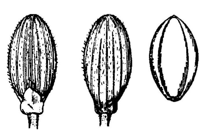 drawing of Dichanthelium dichotomum var. nitidum, Shining Witchgrass