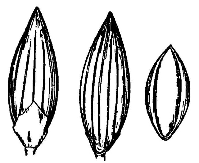 drawing of Dichanthelium nudicaule, Naked Witchgrass