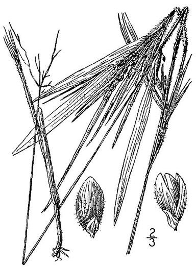 drawing of Dichanthelium oligosanthes, Few-flowered Witchgrass, Heller's Witchgrass