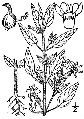 image of Cuphea viscosissima, Clammy Cuphea, Blue Waxweed