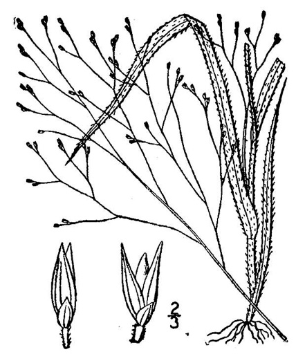 drawing of Panicum philadelphicum ssp. philadelphicum, Woodland Panicgrass