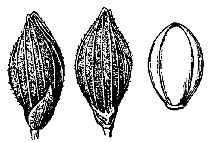 drawing of Dichanthelium pinetorum, Pineland Witchgrass