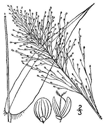 drawing of Dichanthelium polyanthes, Many-flowered Witchgrass, Small-fruited Witchgrass, Roundseed Witchgrass