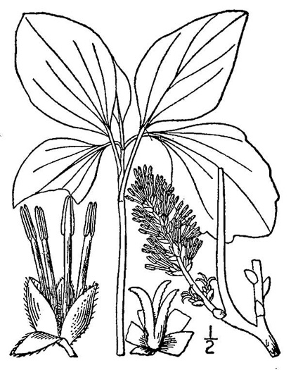 drawing of Pachysandra procumbens, Allegheny-spurge, Mountain Pachysandra