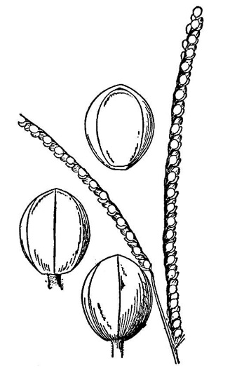 image of Paspalum setaceum var. muhlenbergii, thin paspalum