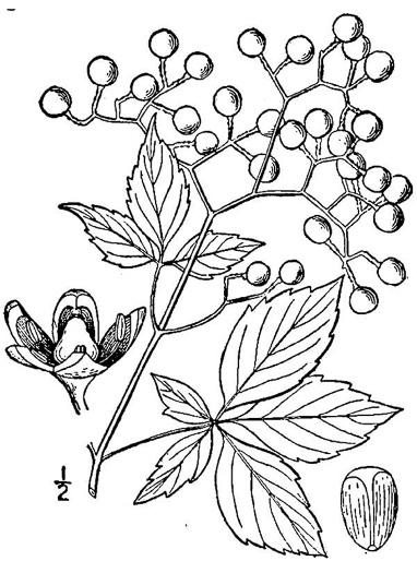 drawing of Parthenocissus quinquefolia, Virginia Creeper