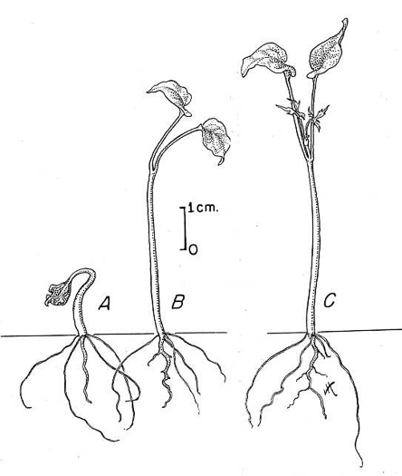 image of Parthenocissus quinquefolia, Virginia Creeper