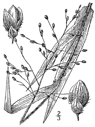 image of Dichanthelium ravenelii, Ravenel's Witchgrass