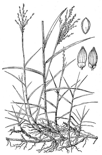 drawing of Panicum repens, Torpedo Grass