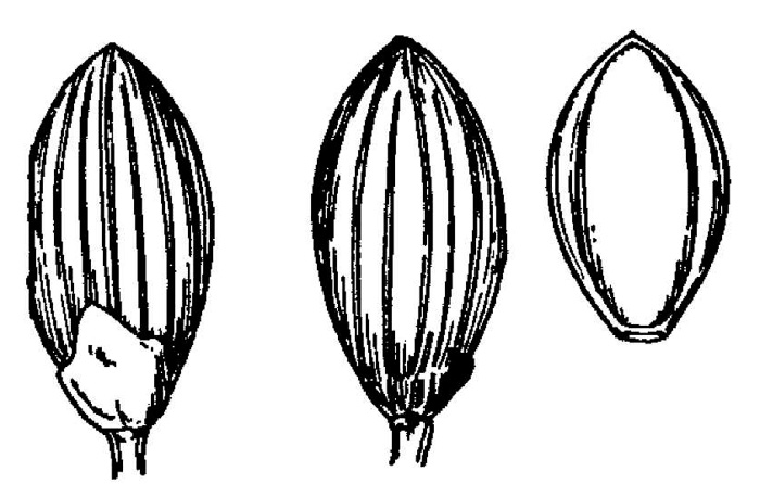 drawing of Dichanthelium roanokense, Roanoke Witchgrass