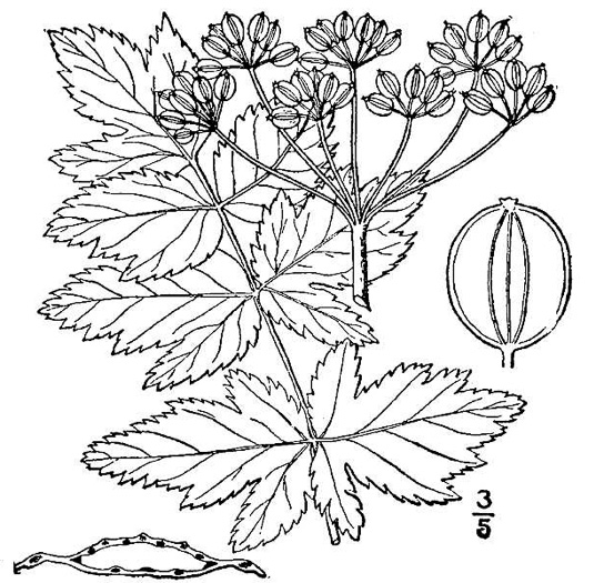 drawing of Pastinaca sativa, Parsnip