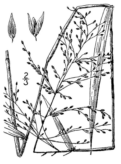 drawing of Dichanthelium scabriusculum, Tall Swamp Witchgrass