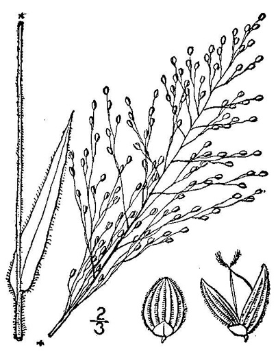 drawing of Dichanthelium scoparium, Velvet Witchgrass, Velvet Panicum