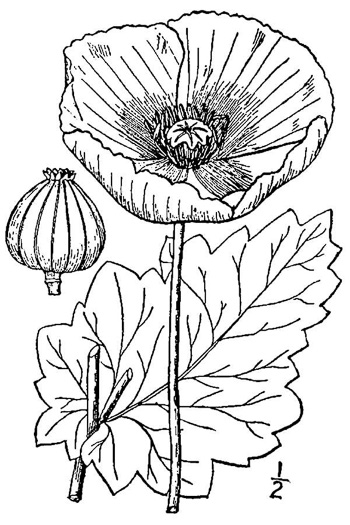 drawing of Papaver somniferum, Opium Poppy, Breadseed Poppy