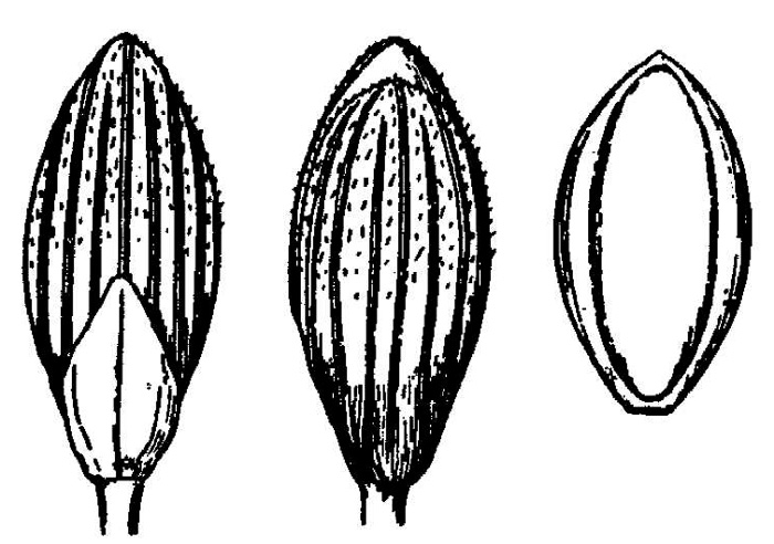 drawing of Dichanthelium sphagnicola, Peaty Witchgrass