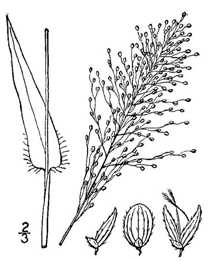 image of Dichanthelium sphaerocarpon, Round-fruited Witchgrass, Roundseed Witchgrass