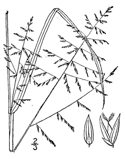 drawing of Coleataenia pulchra, Tall Flat Panicgrass, Stalked Panicgrass