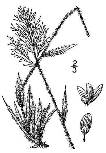 drawing of Dichanthelium strigosum var. strigosum, Rough-hairy Witchgrass