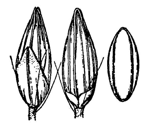 drawing of Coleataenia tenera, Southeastern Panicgrass