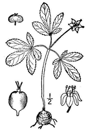 image of Nanopanax trifolius, Dwarf Ginseng