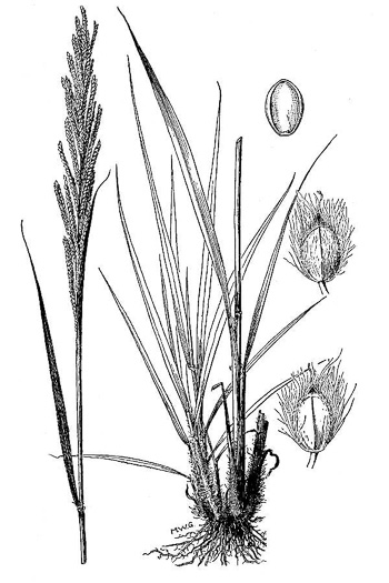 drawing of Paspalum urvillei, Vasey Grass