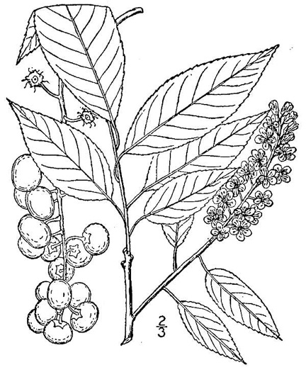 drawing of Prunus serotina var. serotina, Black Cherry, Eastern Wild Black Cherry, Bird Cherry