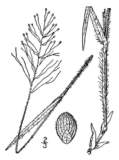 drawing of Dichanthelium villosissimum var. villosissimum, White-haired Witchgrass