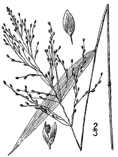 image of Dichanthelium yadkinense, Spotted-sheath Witchgrass