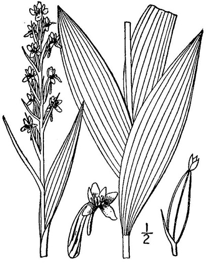 image of Platanthera flava var. flava, Southern Rein Orchid, Southern Gypsy-spike
