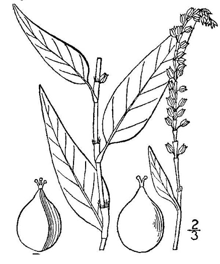 image of Persicaria hydropiper, Marshpepper Smartweed, Waterpepper