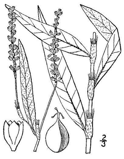 drawing of Persicaria hydropiperoides, Mild Waterpepper, Swamp Smartweed