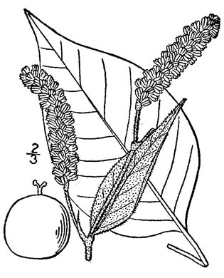 image of Persicaria orientalis, Kiss-me-over-the-garden-gate, Prince's Feather, Prince's-plume, Princess-feather