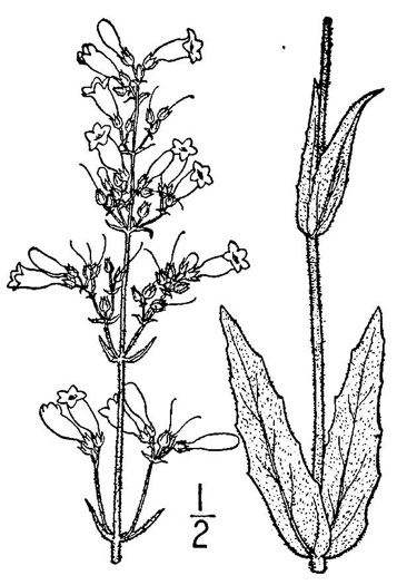 drawing of Penstemon pallidus, Pale Beardtongue, Eastern White Beardtongue