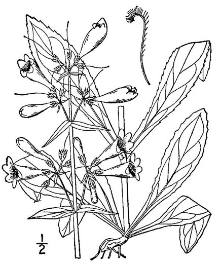 image of Penstemon laevigatus, Smooth Beardtongue, Eastern Beardtongue, Eastern Smooth Beardtongue