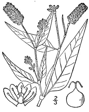 drawing of Persicaria pensylvanica, Pennsylvania Smartweed, Pinkweed