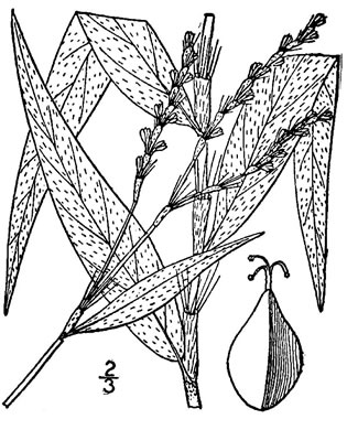 drawing of Persicaria setacea, Swamp Smartweed, Bog Smartweed