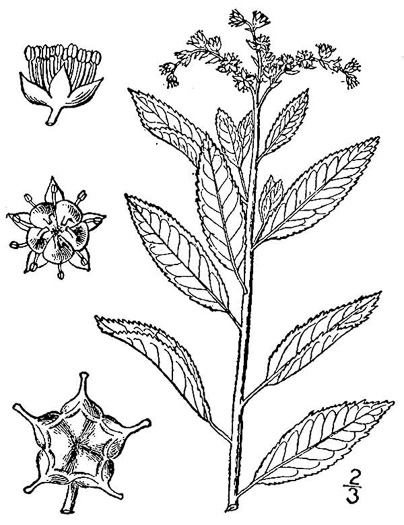 drawing of Penthorum sedoides, Ditch Stonecrop, American Penthorum