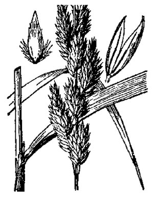 image of Phalaris arundinacea, Reed Canarygrass, Ribbongrass