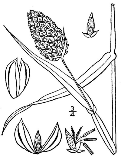 image of Phalaris canariensis, Canarygrass, Birdseed Grass