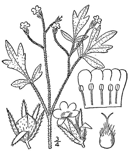 drawing of Phacelia covillei, Coville's Phacelia, Eastern Buttercup Phacelia