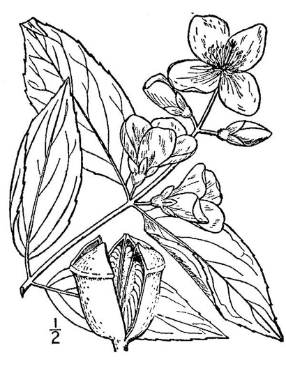 image of Philadelphus coronarius, European Mock-orange, Sweet Mock-orange