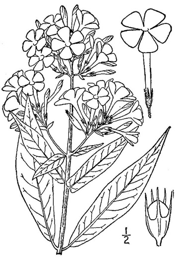 drawing of Phlox paniculata, Garden Phlox, Summer Phlox, Fall Phlox, Smooth Phlox