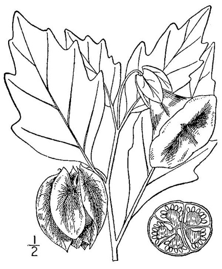 drawing of Nicandra physalodes, Apple-of-Peru, Shoo-fly-plant