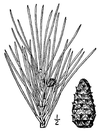 image of Pinus echinata, Shortleaf Pine, Yellow Pine, Rosemary Pine