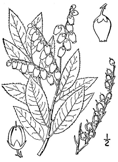 image of Pieris floribunda, Evergreen Mountain Fetterbush, Mountain Andromeda