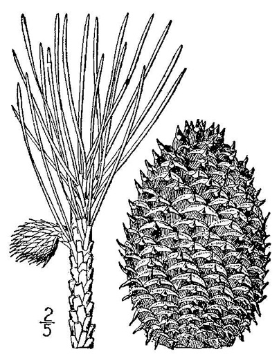 image of Pinus pungens, Table Mountain Pine, Burr Pine, Hickory Pine